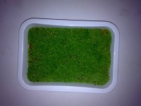 Embalagem de Sementes Germinadas - 500 pés por embalagem.